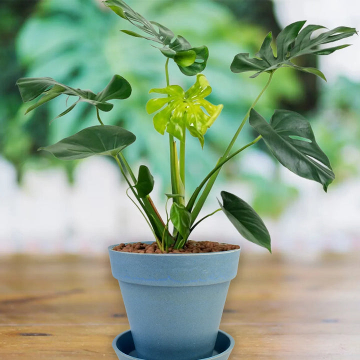 Light blue garden pot with tray featuring a lush green plant for indoor decor