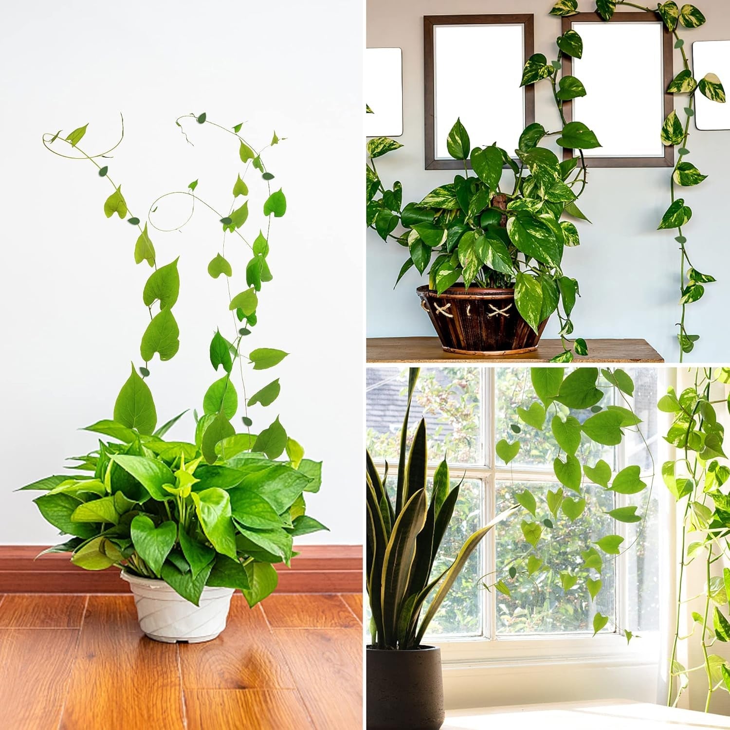 Plant Climbing Wall Fixture Clip Self-Adhesive Hook Vines Traction Invisible Sta - 0311_wall_plant_climbing_clip_30pc