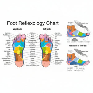 Foot reflexology chart with labeled toes and corresponding body parts on a white background.
