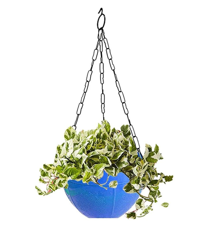 Hanging flower pot with chain in blue, filled with lush green trailing plants for indoor or outdoor decor
