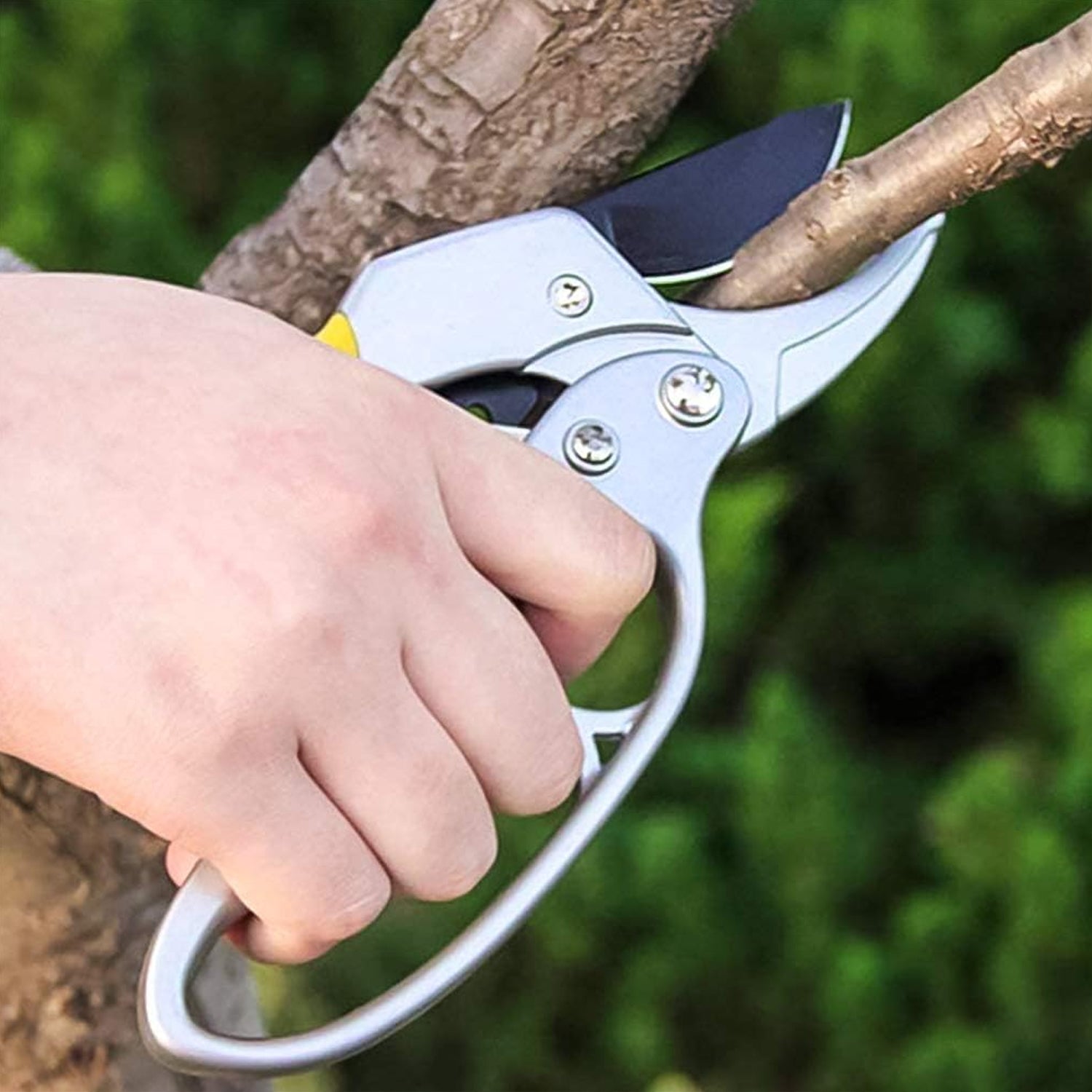 Hand using 200mm pruning shears to trim tree branches in the garden